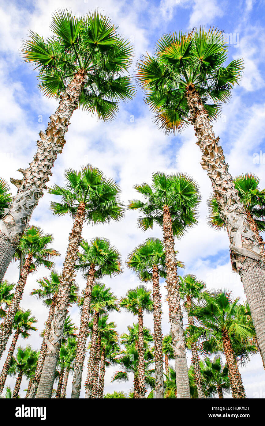 Group of high straight palm trees Stock Photo Alamy