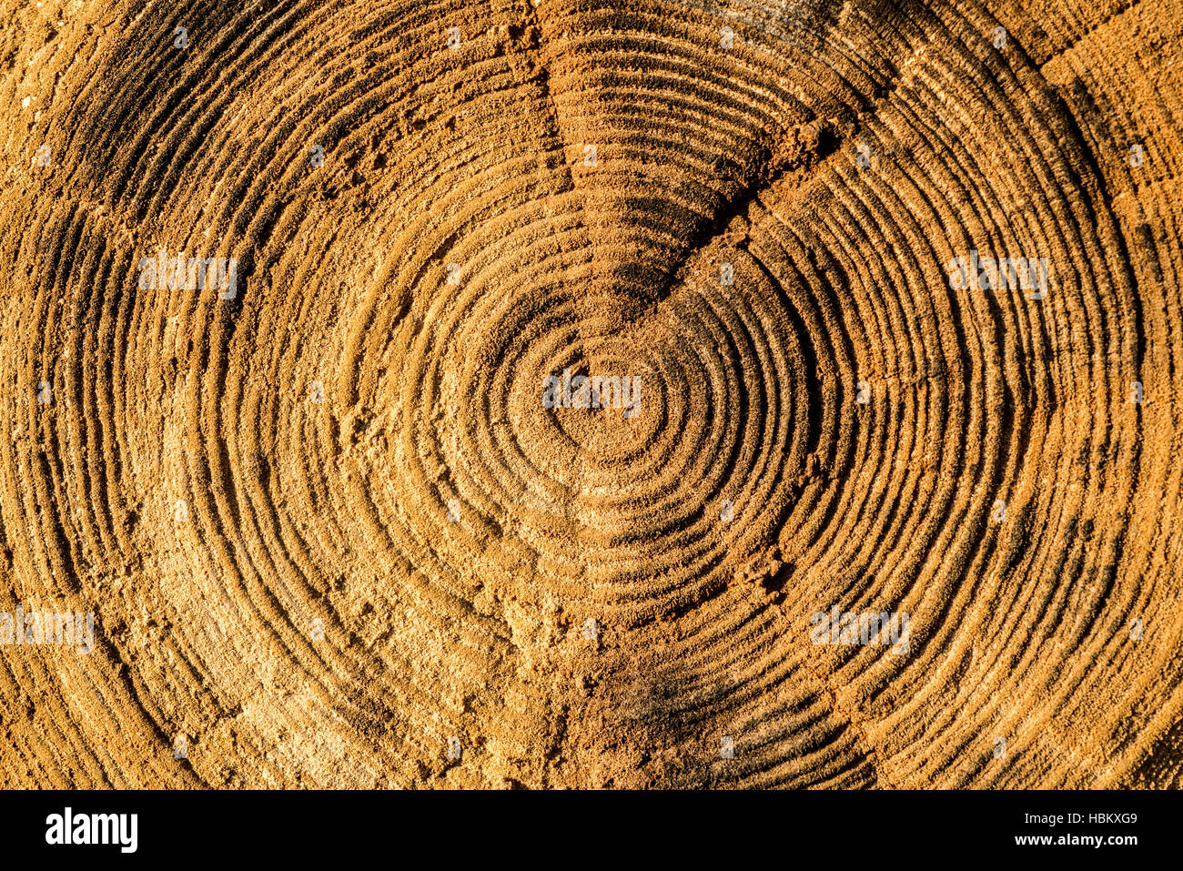 Life Rings of old log Stock Photo