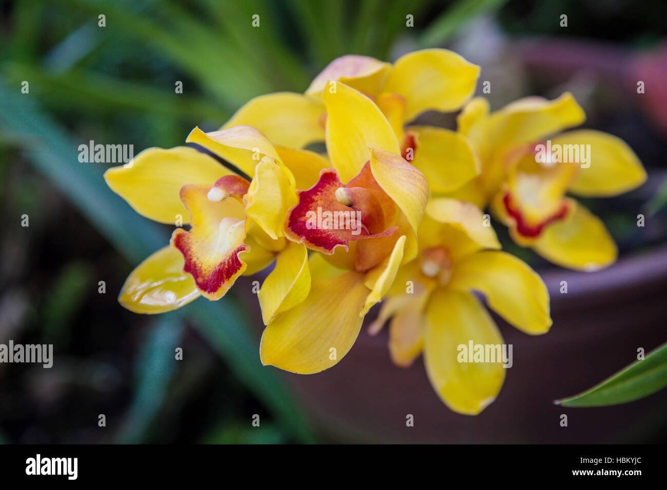 Delicate orchids hi-res stock photography and images - Alamy