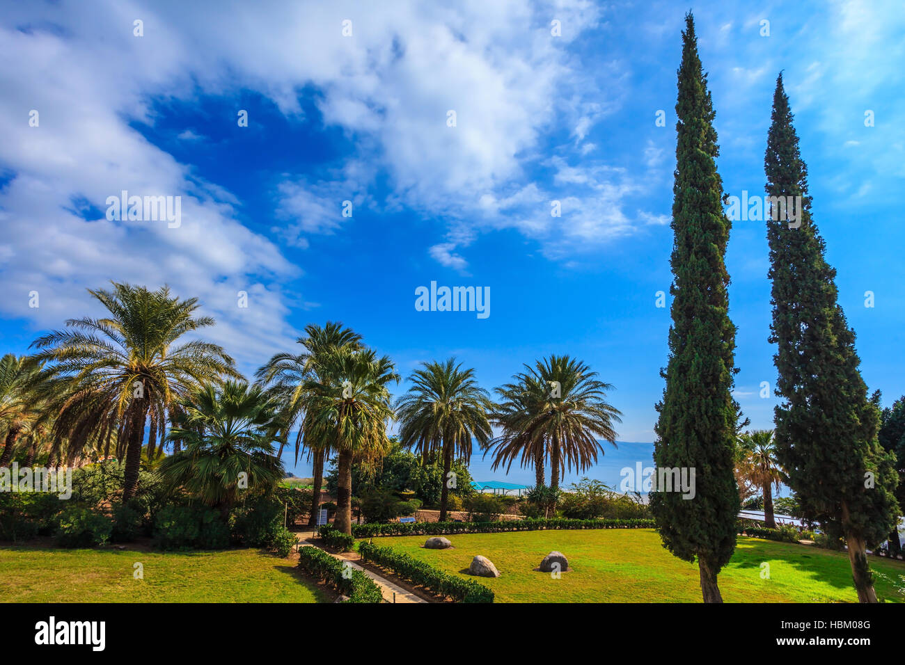 Subtle shade of palms Stock Photo