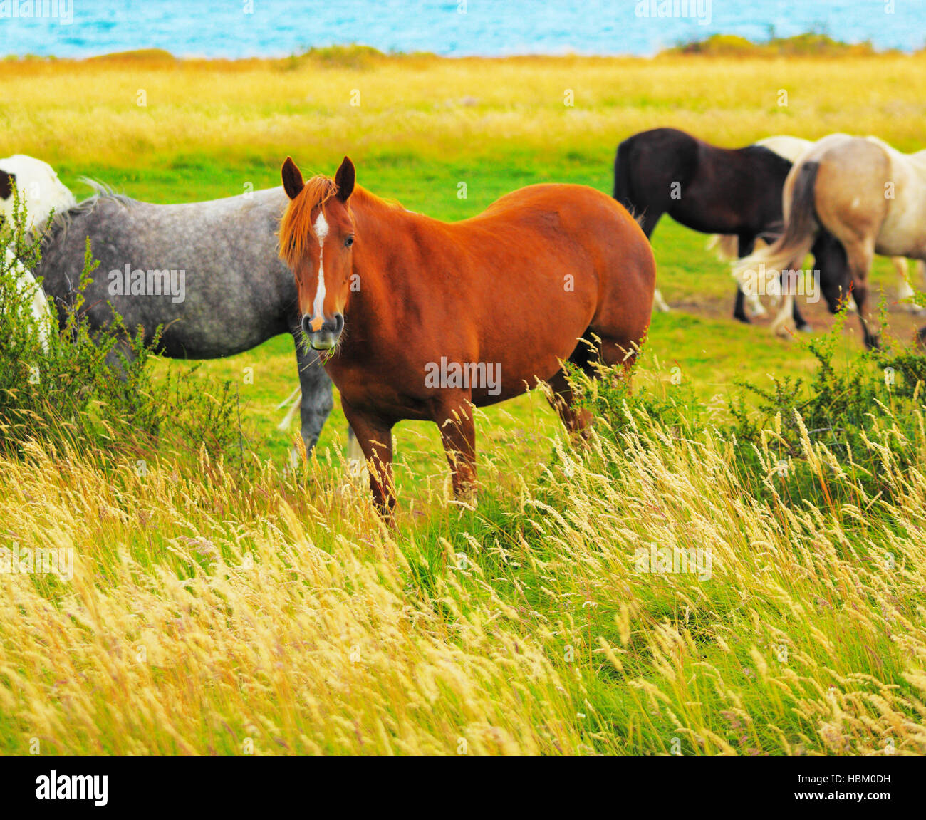 Gray, bay and black horses Stock Photo Alamy Gray, bay and black horses Stock Photo Alamy