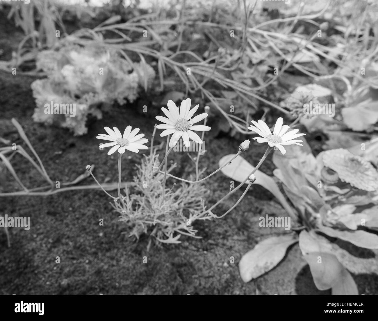 White Daisy flower in black and white Stock Photo