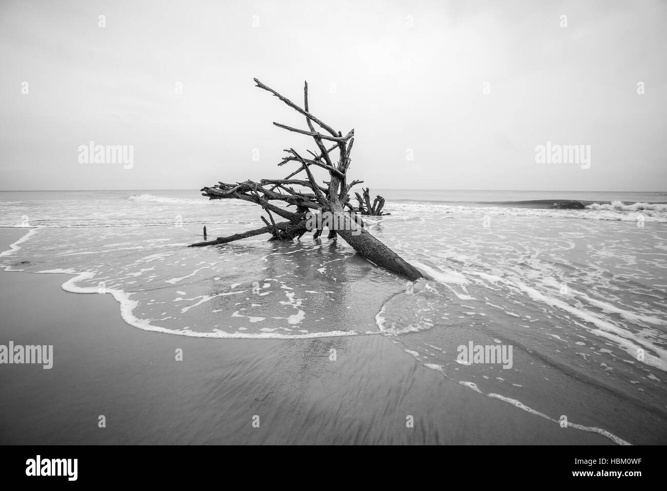 drift wood on hunting island south carolina Stock Photo Alamy