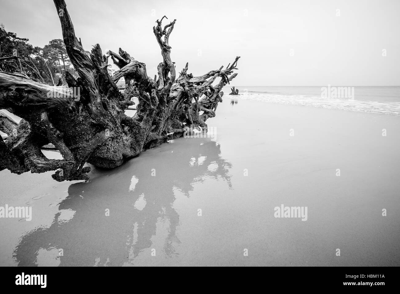 drift wood on hunting island south carolina Stock Photo Alamy