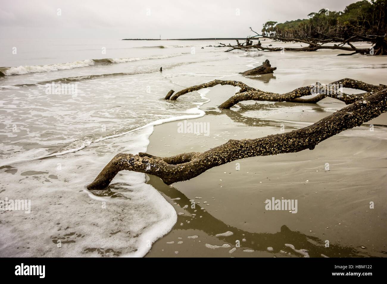 drift wood on hunting island south carolina Stock Photo Alamy