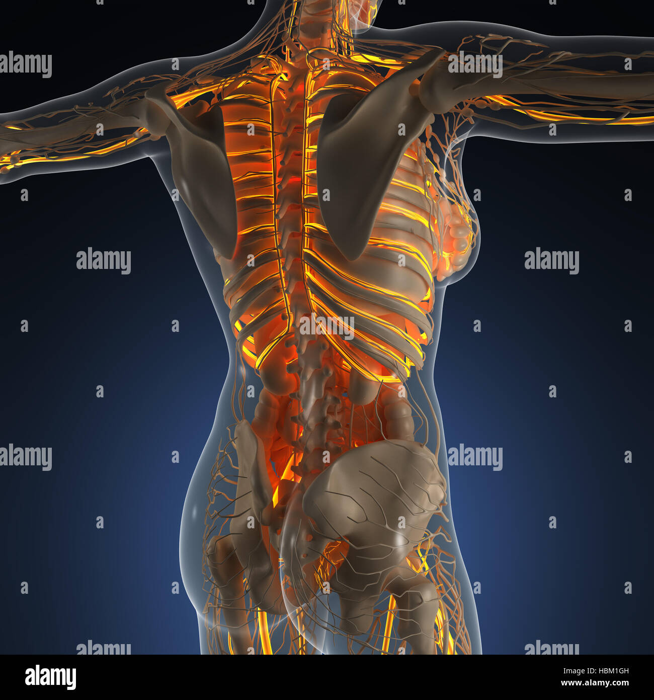 science anatomy of human body in xray with glow blood vessels Stock