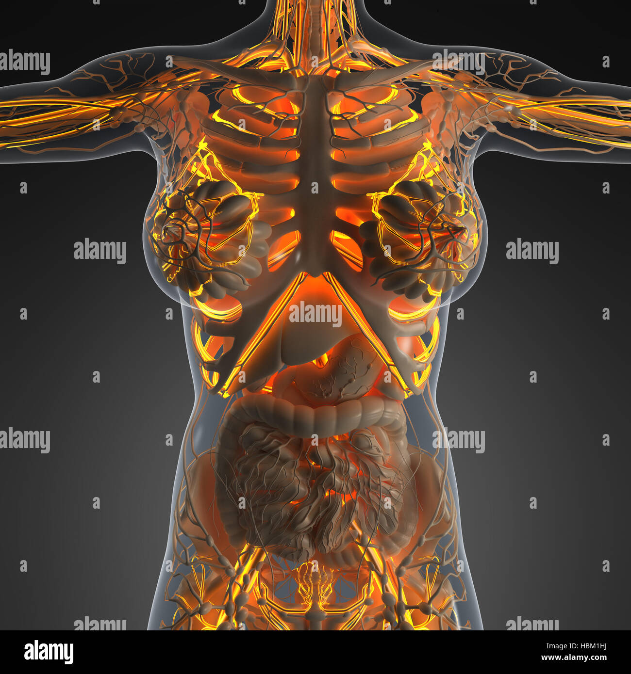 Толстый человек анатомия. Рентген человеческого тела. Внутренние органы человека рентген. Рентген человека с органами.