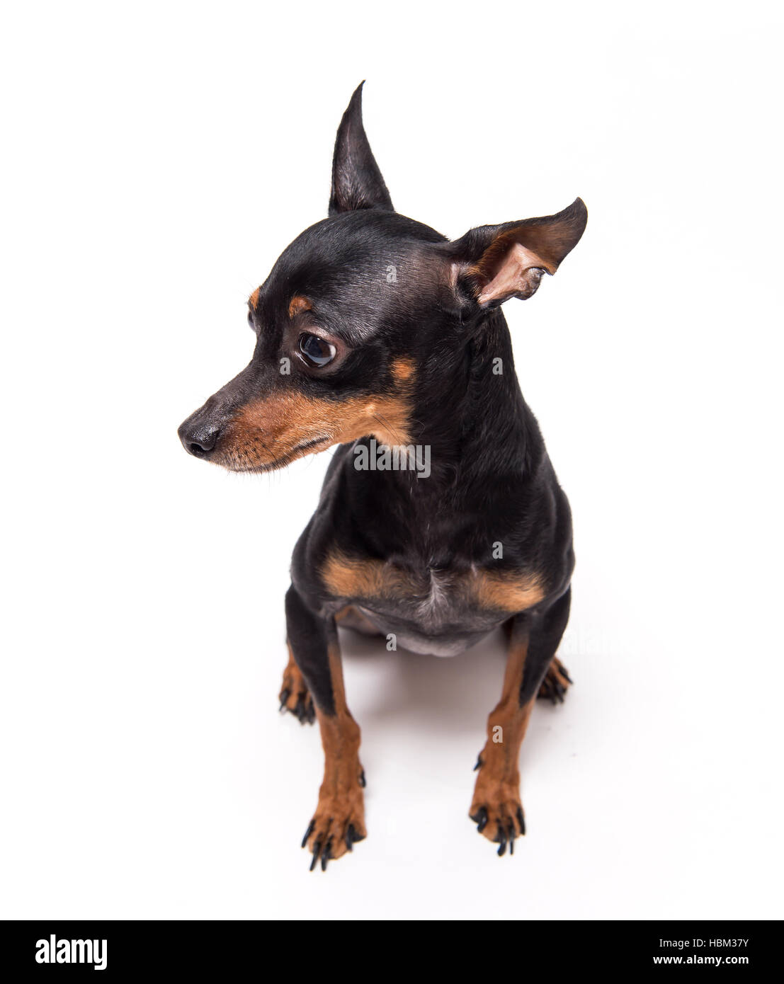 miniature-pinscher sitting against white background Stock Photo - Alamy