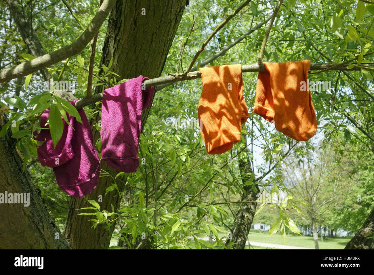 two pairs of socks on a branch Stock Photo