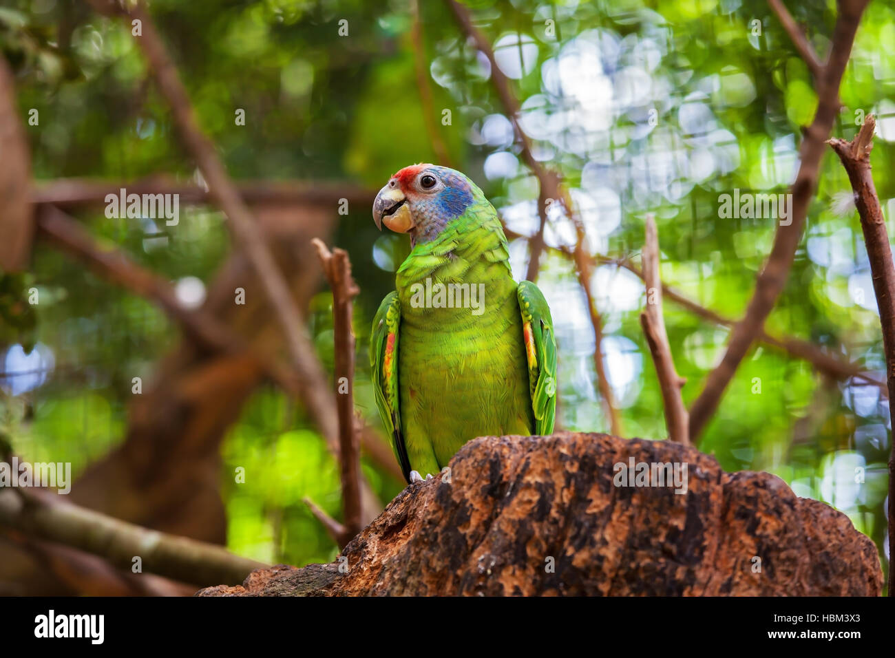 Brightly colored parrot Stock Photo