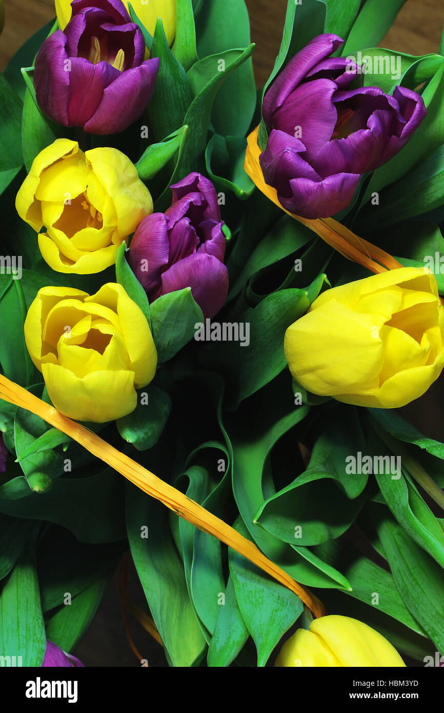 Tulips close up Stock Photo - Alamy