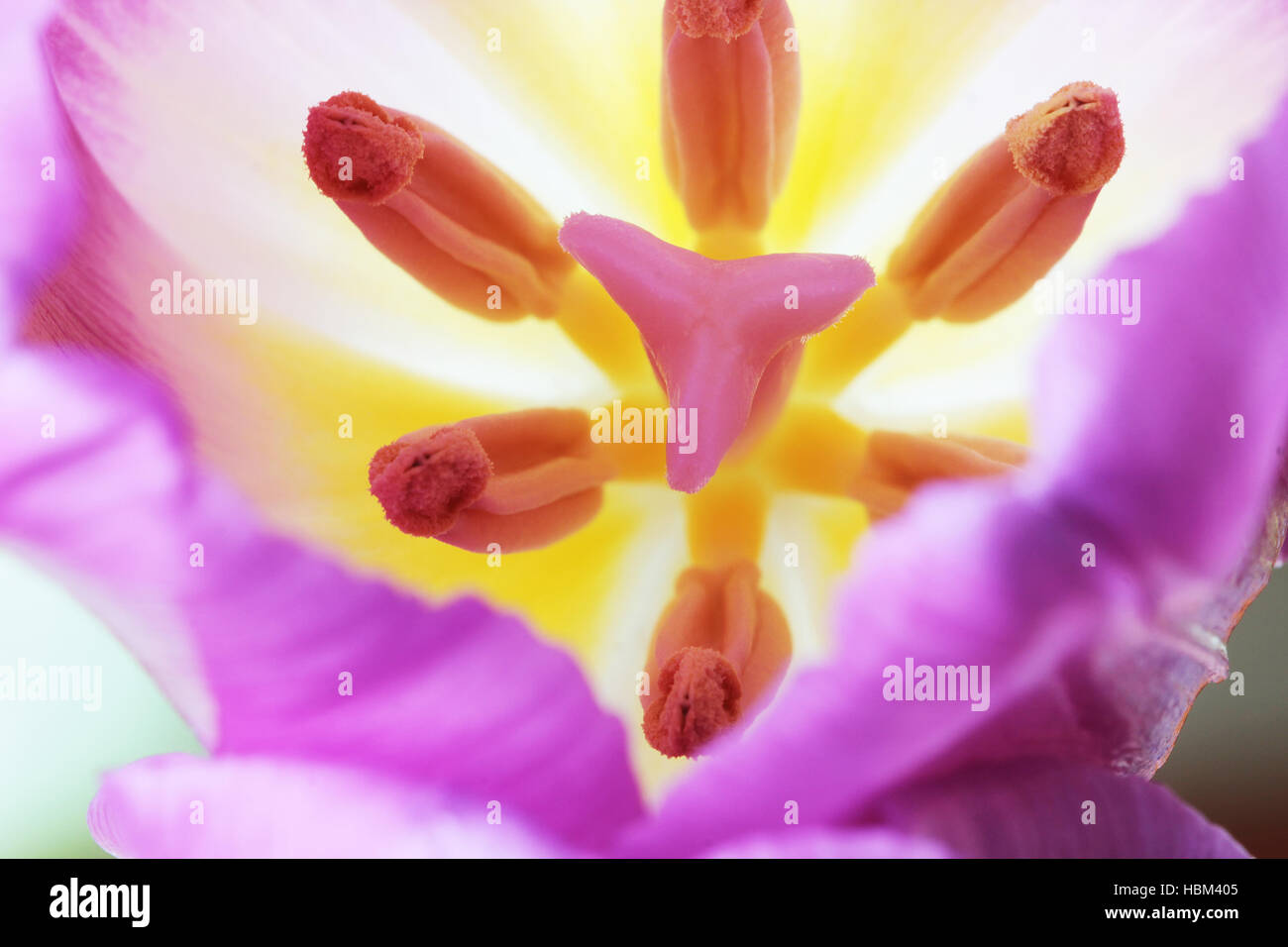 Tulip close up macro Stock Photo - Alamy