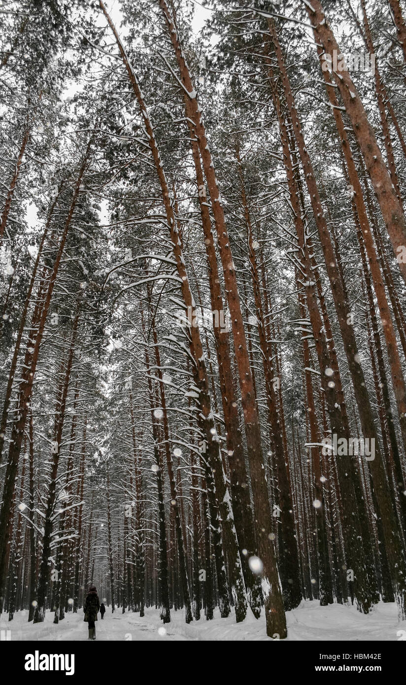 Pine trees in snow snowfall hi-res stock photography and images - Alamy