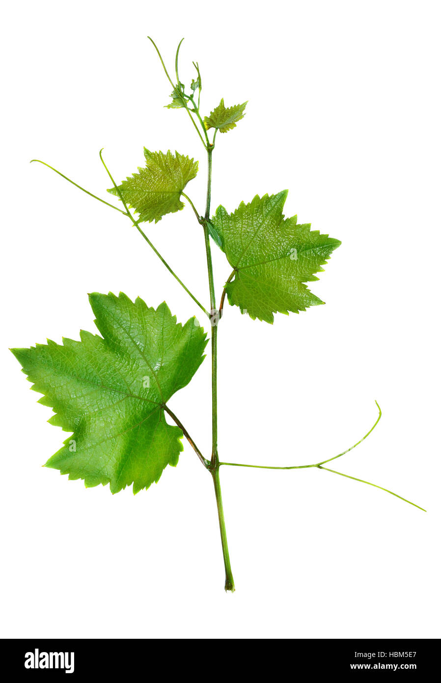 Vine and leaves Stock Photo