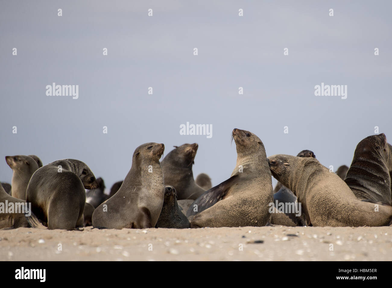 Seals on the beach Stock Photo Alamy