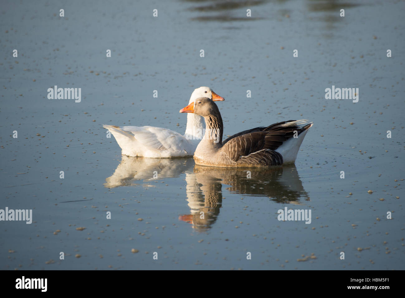 Two geese on river Stock Photo
