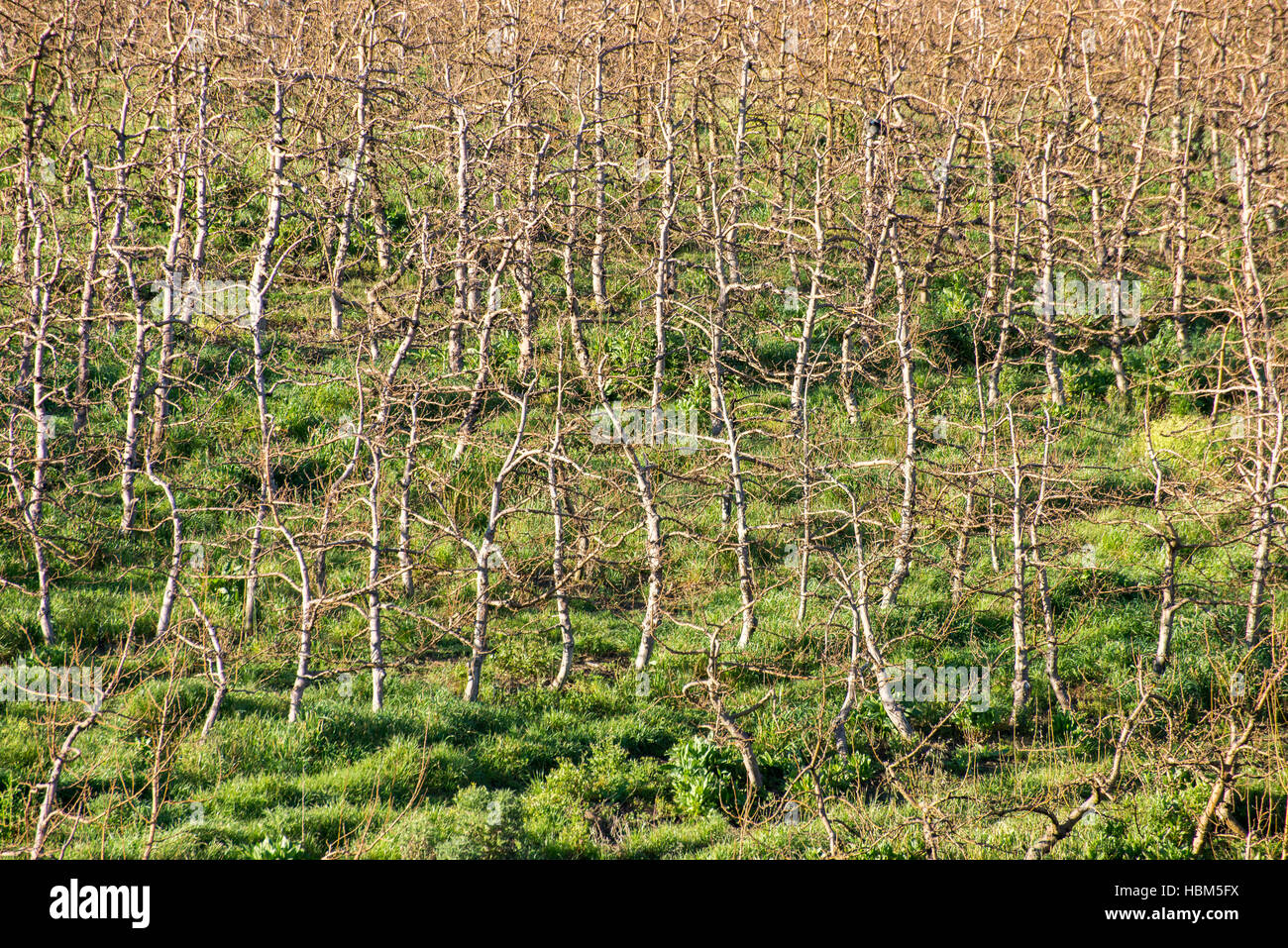 Young Apple Trees without Leaves Stock Photo Alamy