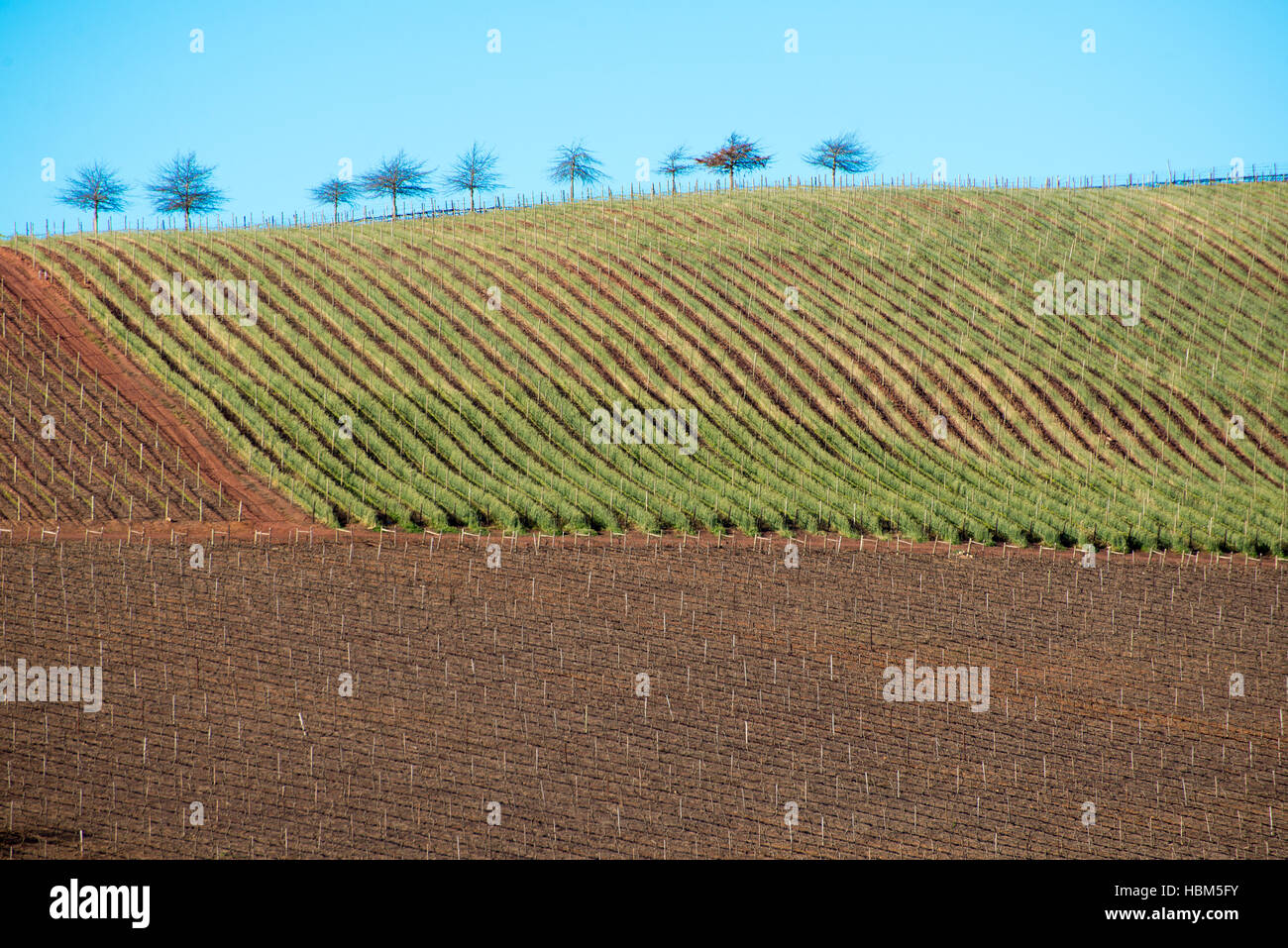 Agricultural Land with Trees Stock Photo