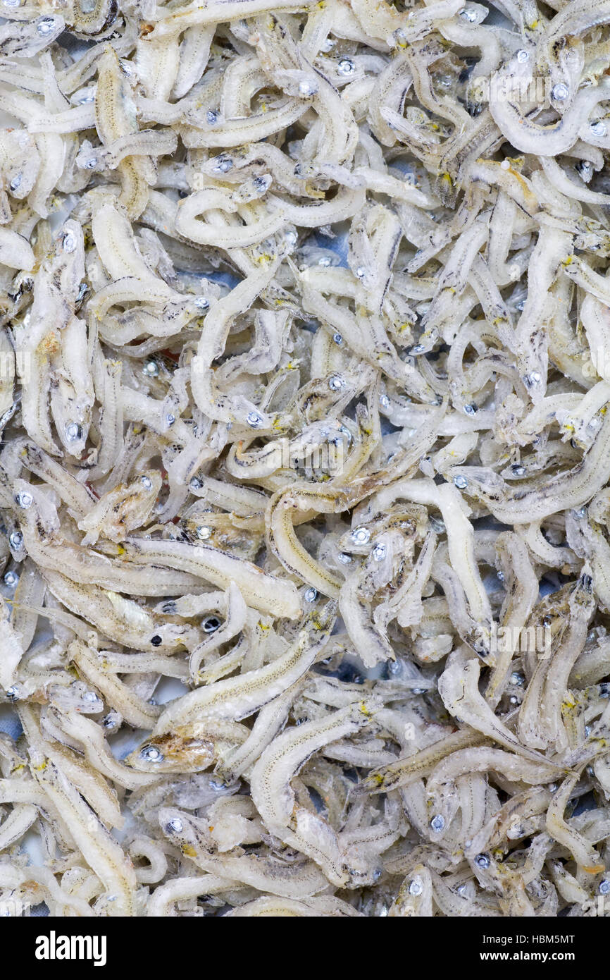 Japanese cuisine, seamless picture of half dried little fish called