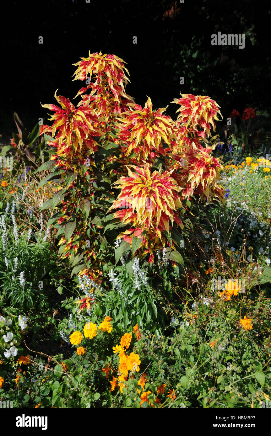 Amaranthus tricolor, Josephs coat Stock Photo