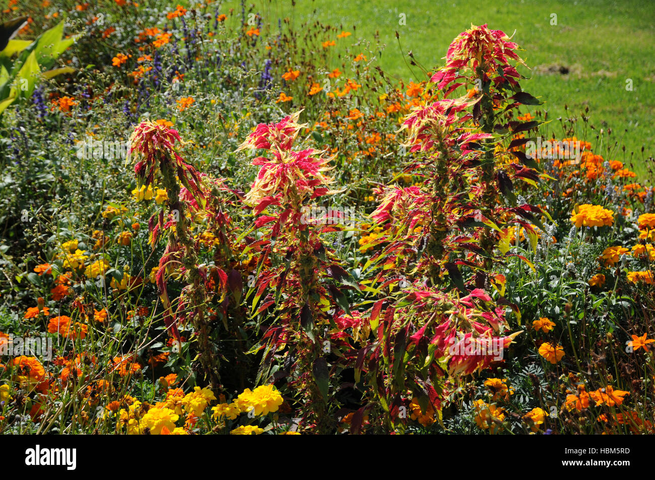 Amaranthus tricolor, Josephs coat Stock Photo