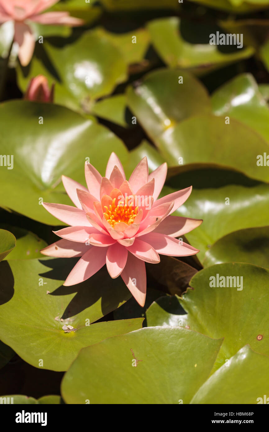 Water lily flower Stock Photo Alamy