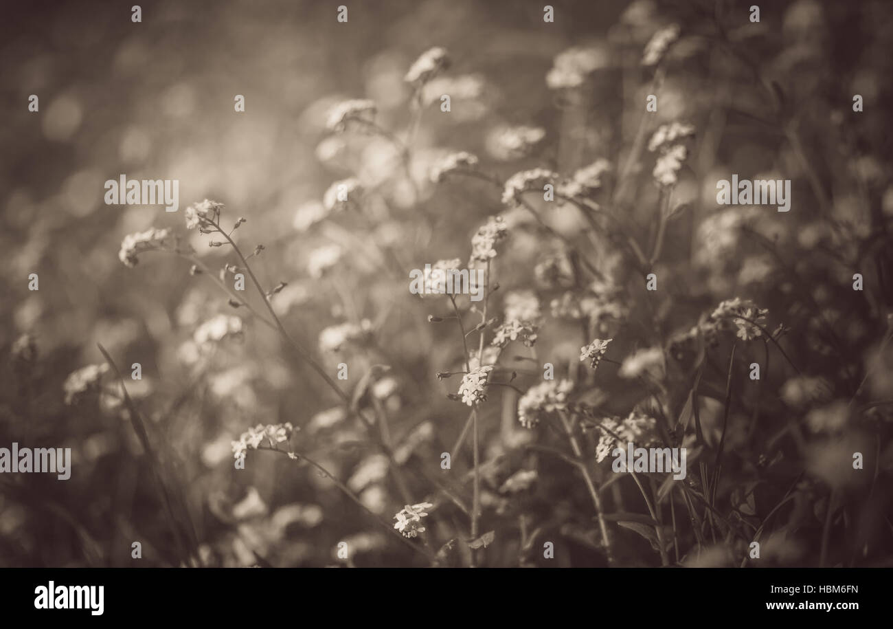 Monochrome flower meadow Stock Photo