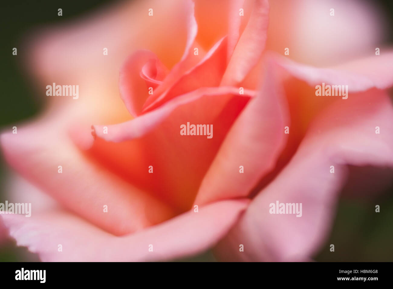 Pink rose close up Stock Photo - Alamy