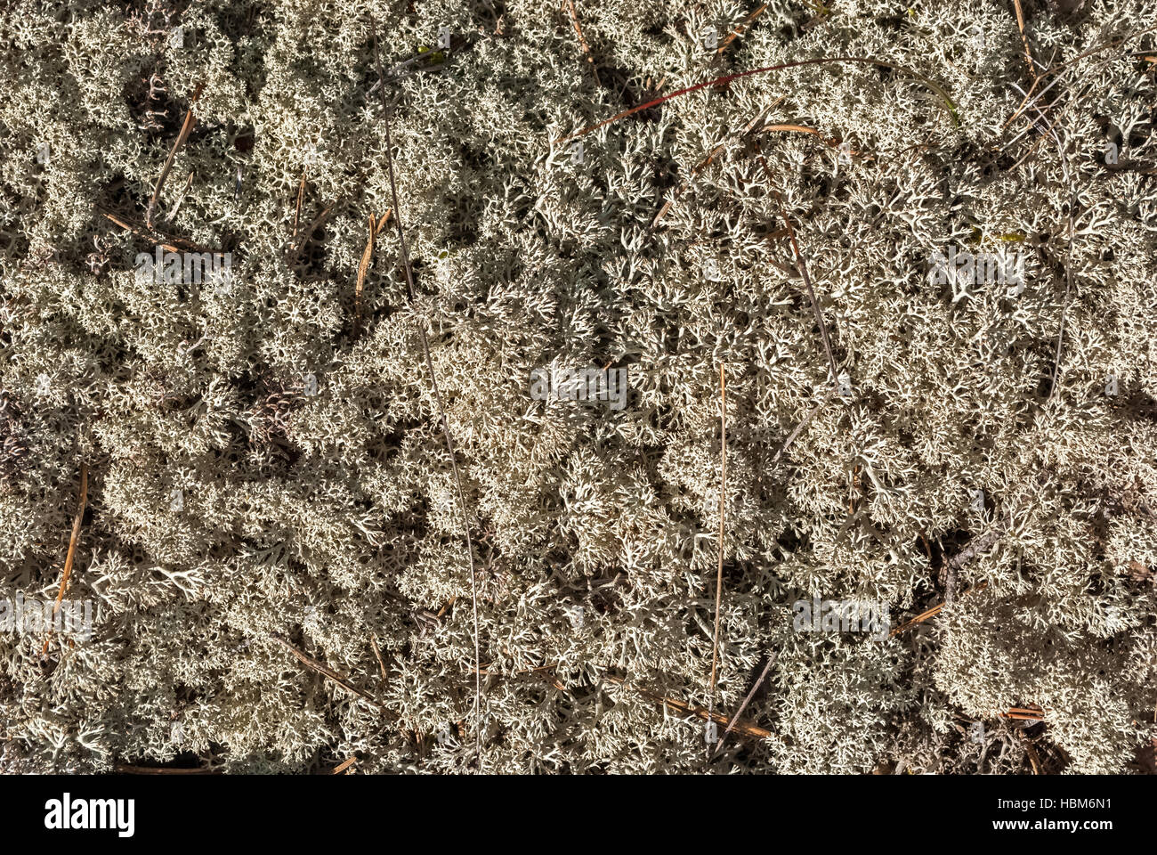 Background of moss Stock Photo - Alamy