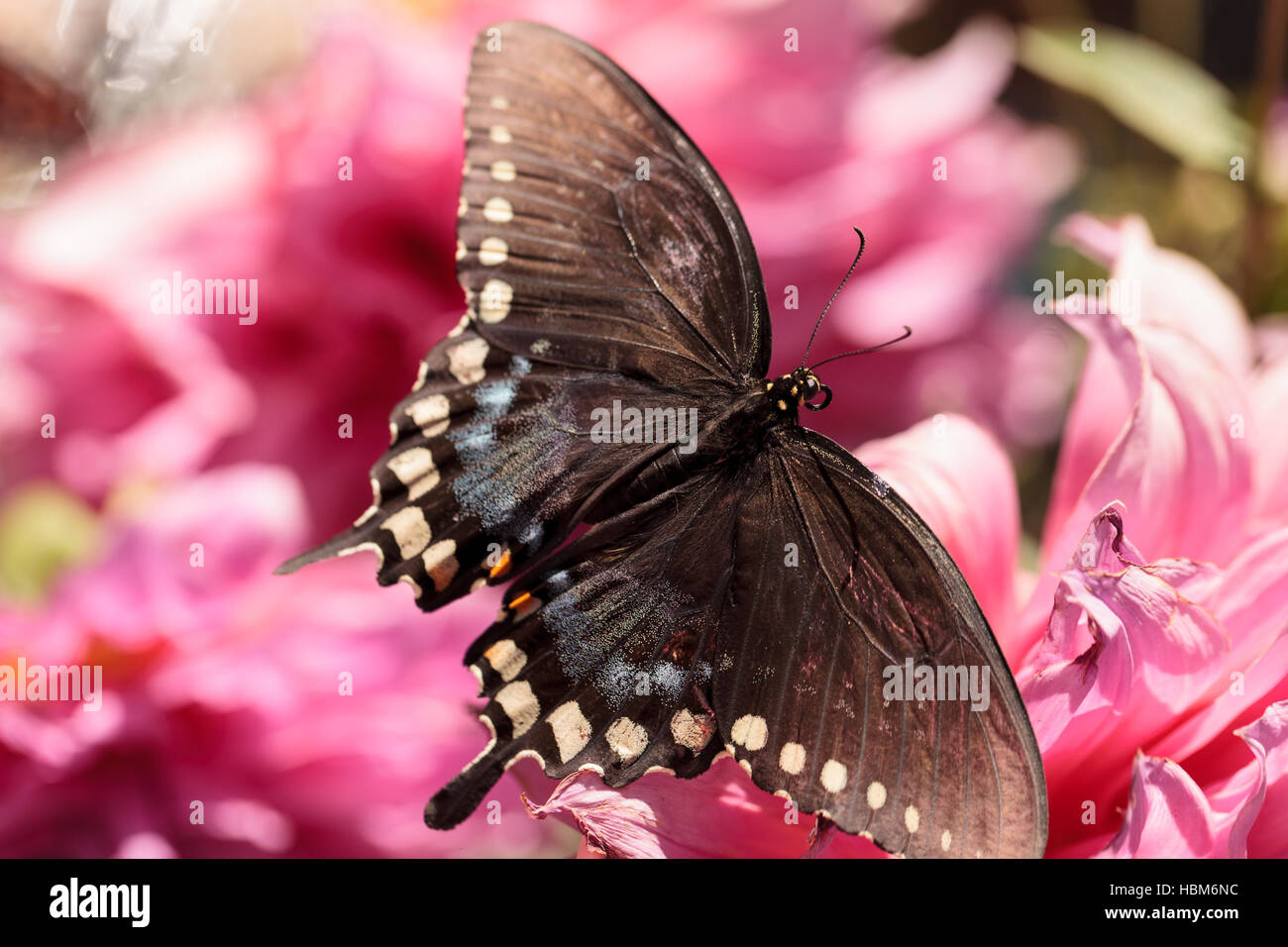 Spicebush swallowtail butterfly Stock Photo