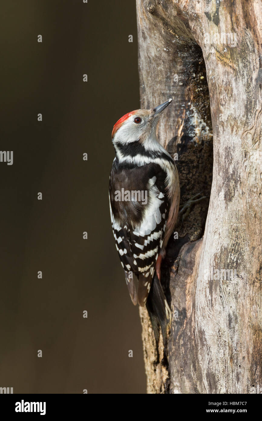 Mittelspecht, sucht an morschem Baumstamm nach Nahrung, Vogelfütterung: selbstgemachtes Vogelfutter, Fettfutter in Ritzen verteilt, Mittel-Specht, Spe Stock Photo