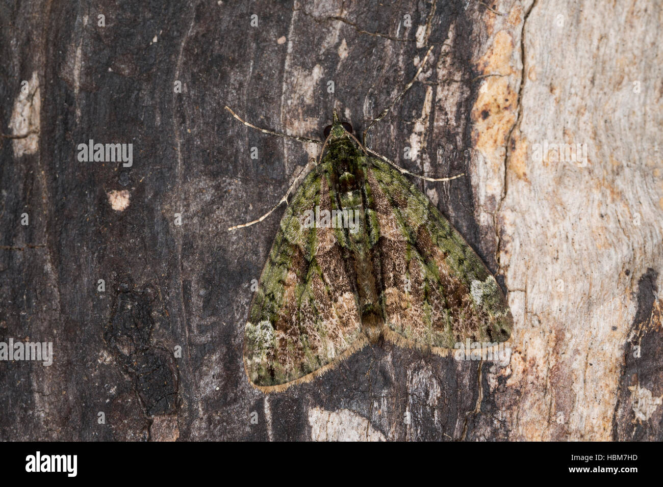 Moth repellent hi-res stock photography and images - Alamy