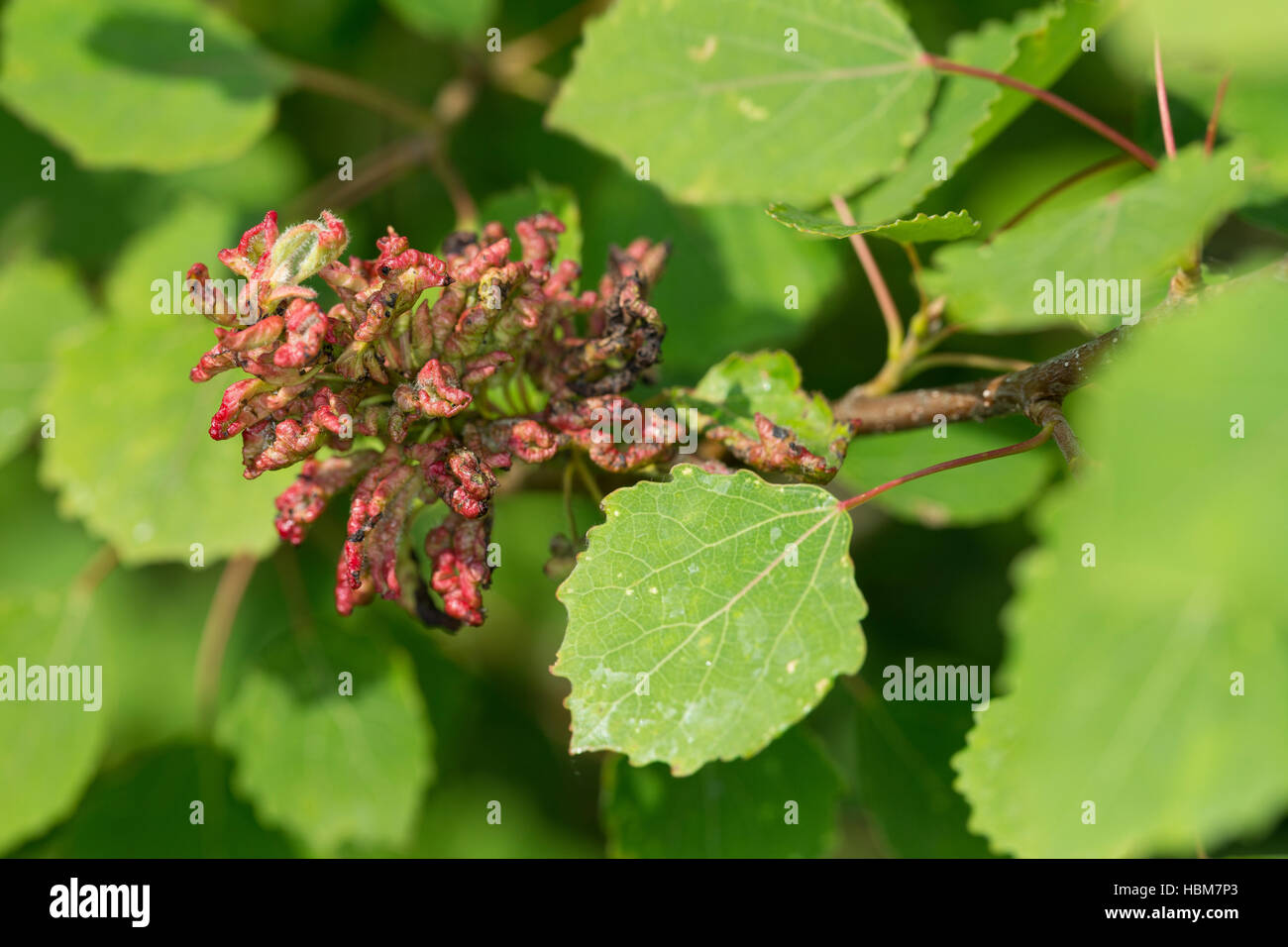 Pappeltrieb-Gallmilbe, Gallmilbe, Gallmilben an Zitterpappel, Aceria dispar an Populus tremula, Aspen Leaf Mite, aspen leafgall mite, Eriophyidae Stock Photo