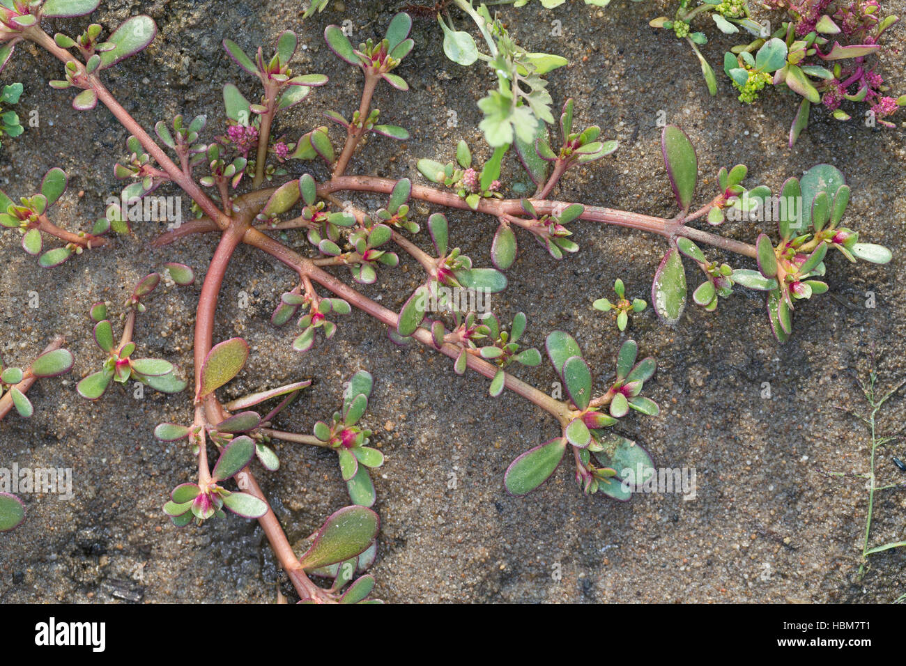 Portulak, Gemüse-Portulak,, Portulaca oleracea ssp. sativa, Common Purslane, Verdolaga, Pigweed, Little Hogweed, Pursley, Moss ros Stock Photo