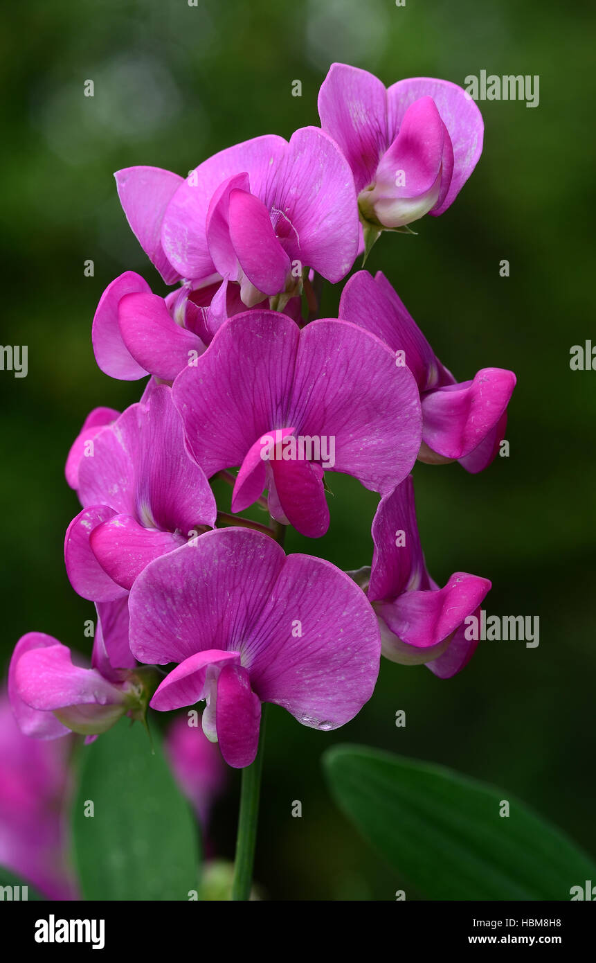 vetch, sweet pea, flower, blossom Stock Photo