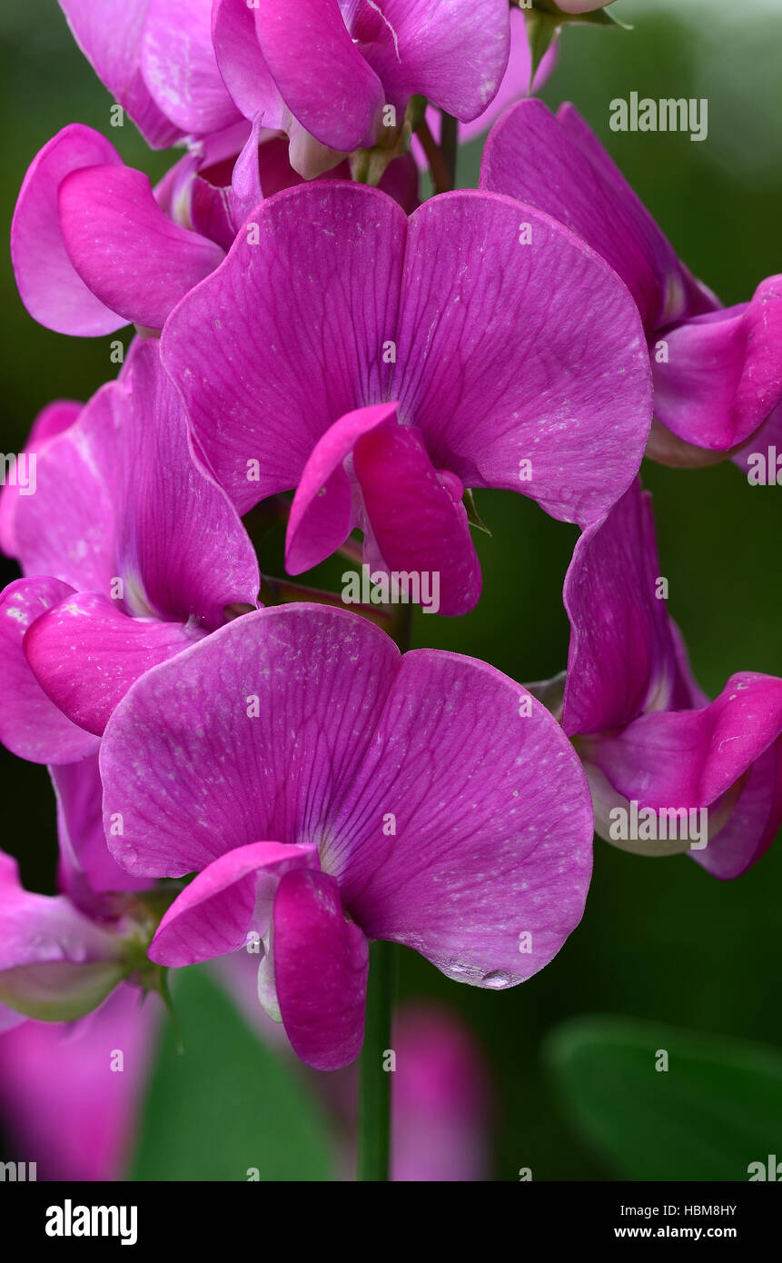 vetch, sweet pea, flower, blossom Stock Photo