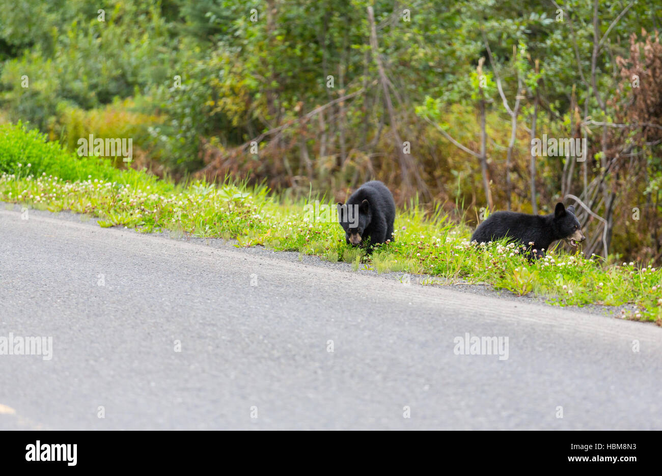 Black bear Stock Photo