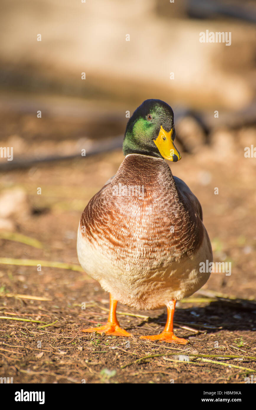 Duck out of water hires stock photography and images Alamy