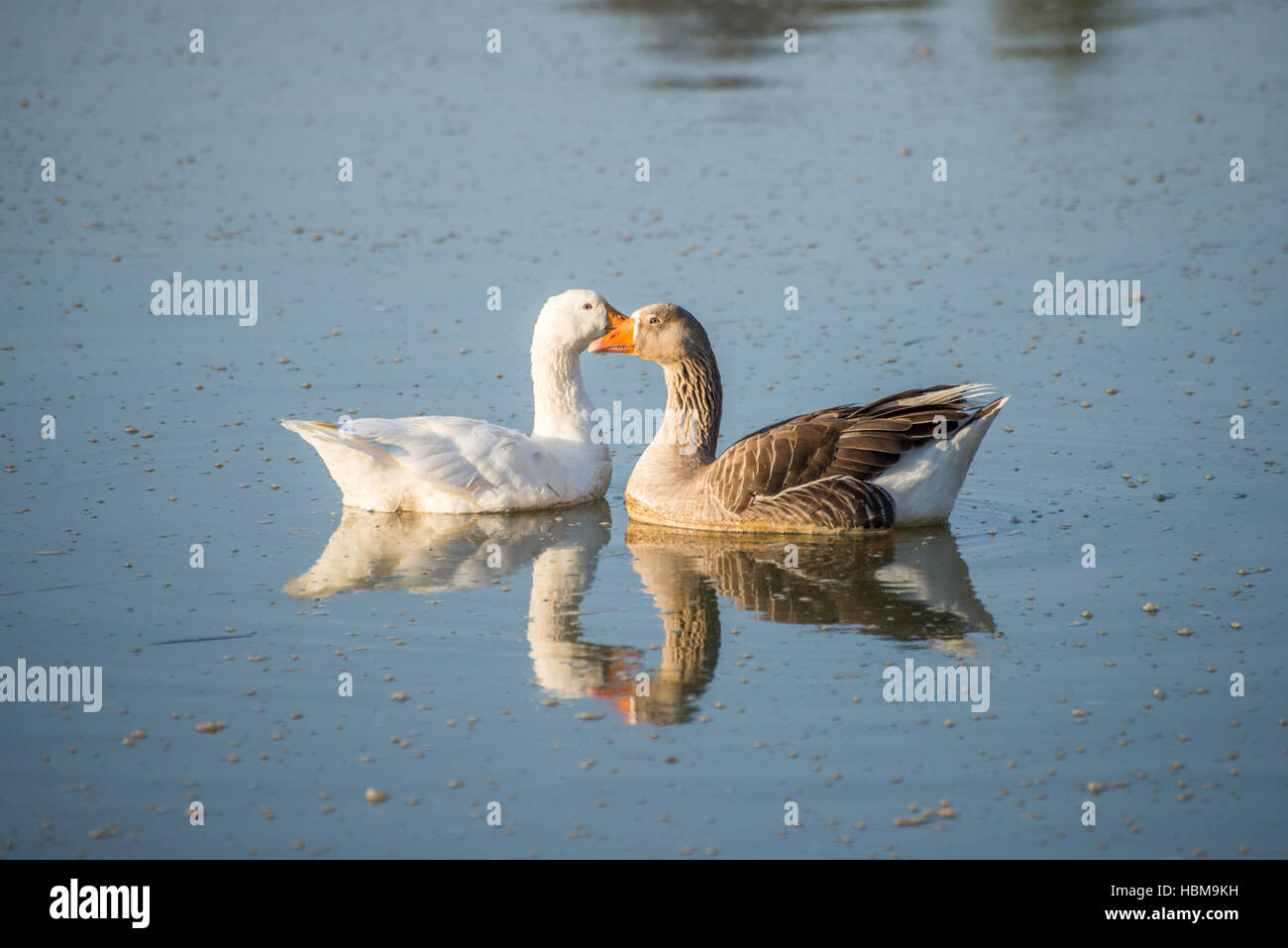 Two geese facing each other on river. Stock Photo