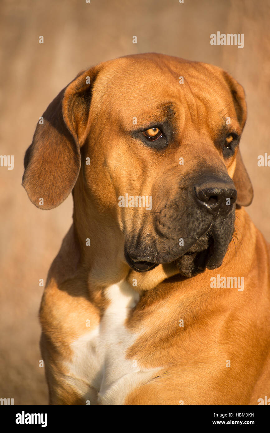 Portrait of Boerboel Dog Stock Photo