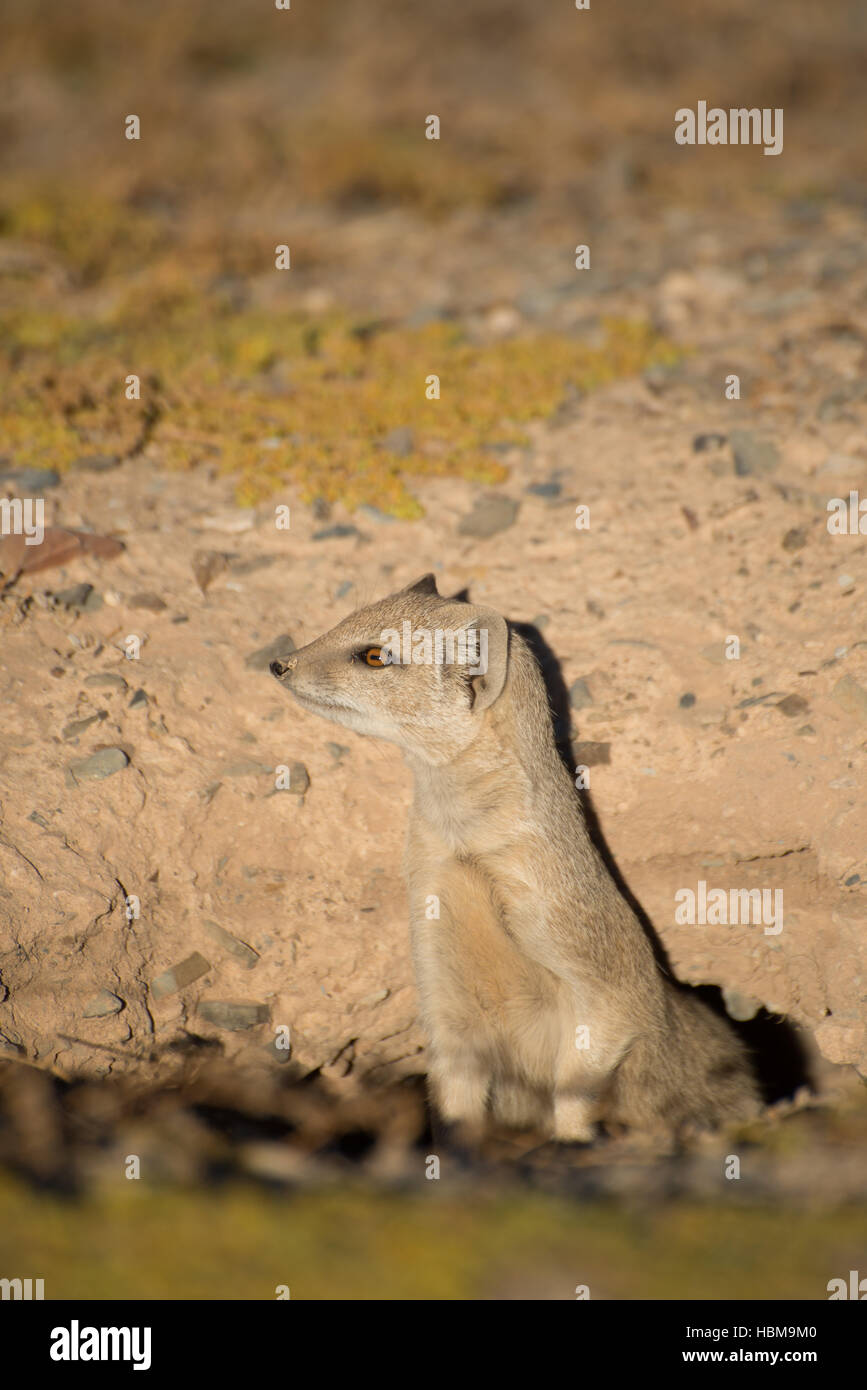 Weary Mongoose Sticking out it's Neck Stock Photo