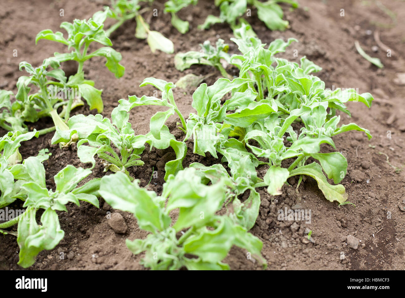 Growing ice plants on the farm Stock Photo Alamy