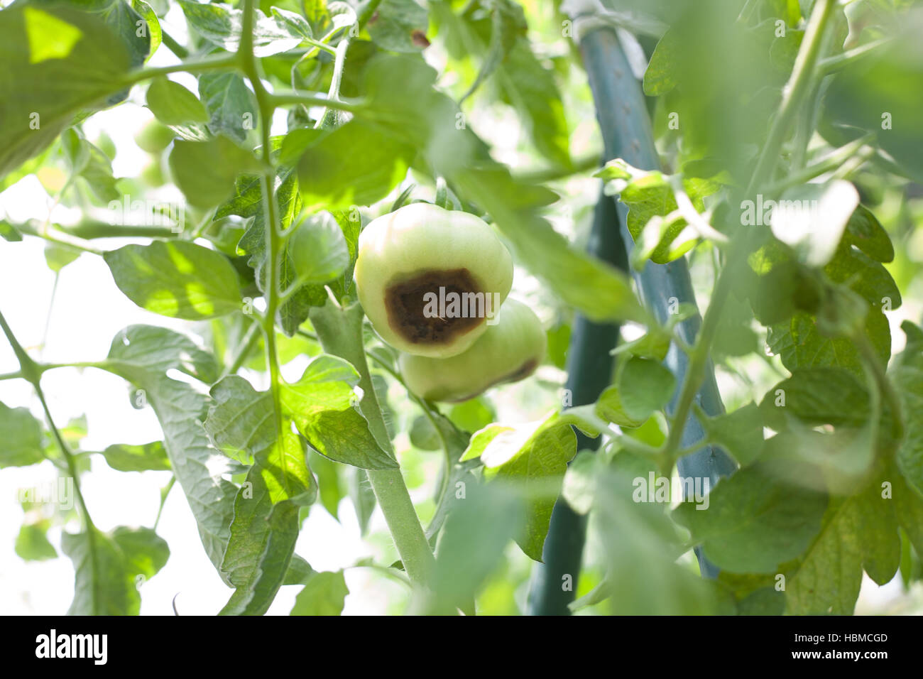 Calcium deficiency on a green young tomato on farm Stock Photo