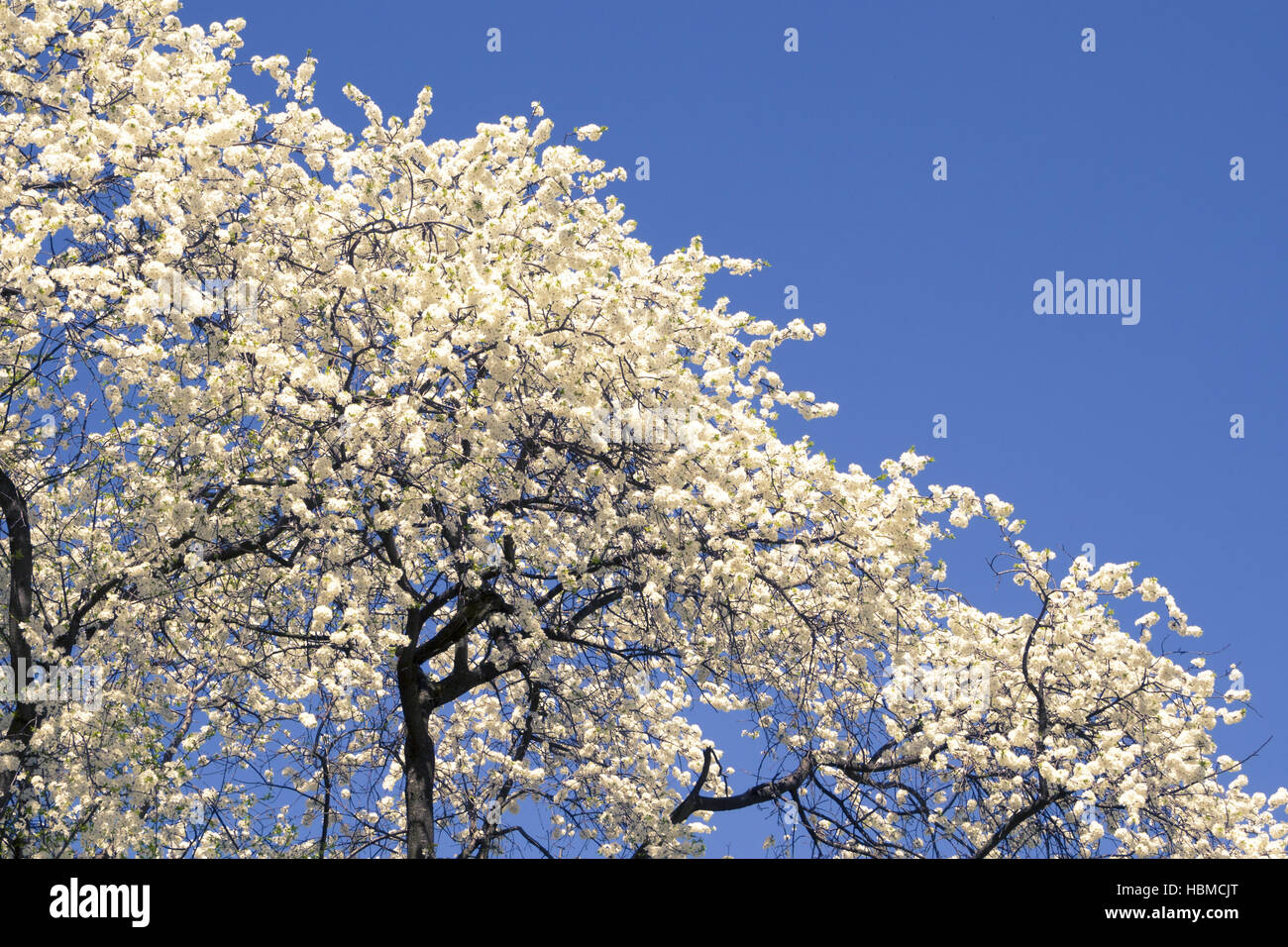 blossom cherries Stock Photo