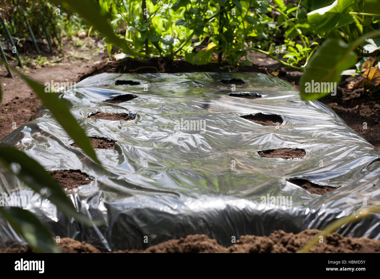 Plastic mulch cultivation hires stock photography and images Alamy