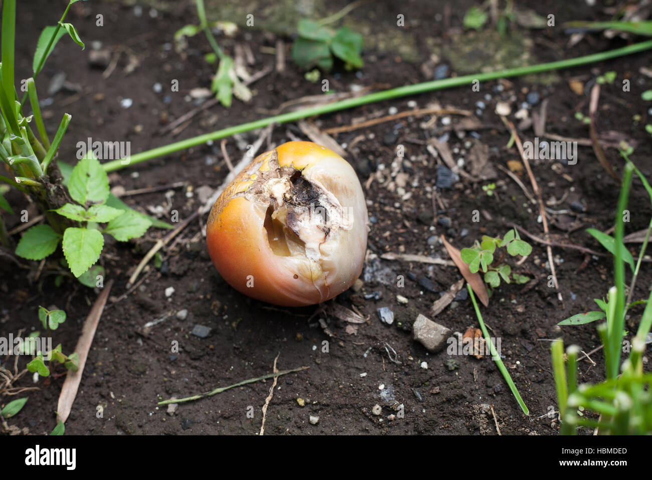 Insect damaged rotten tomato left on farm Stock Photo