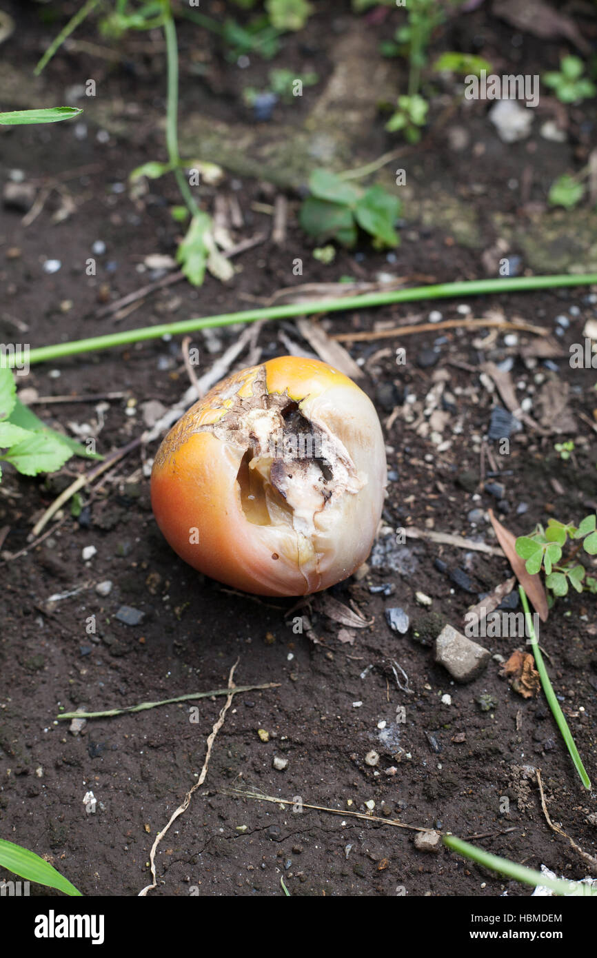 Insect damaged rotten tomato left on farm Stock Photo
