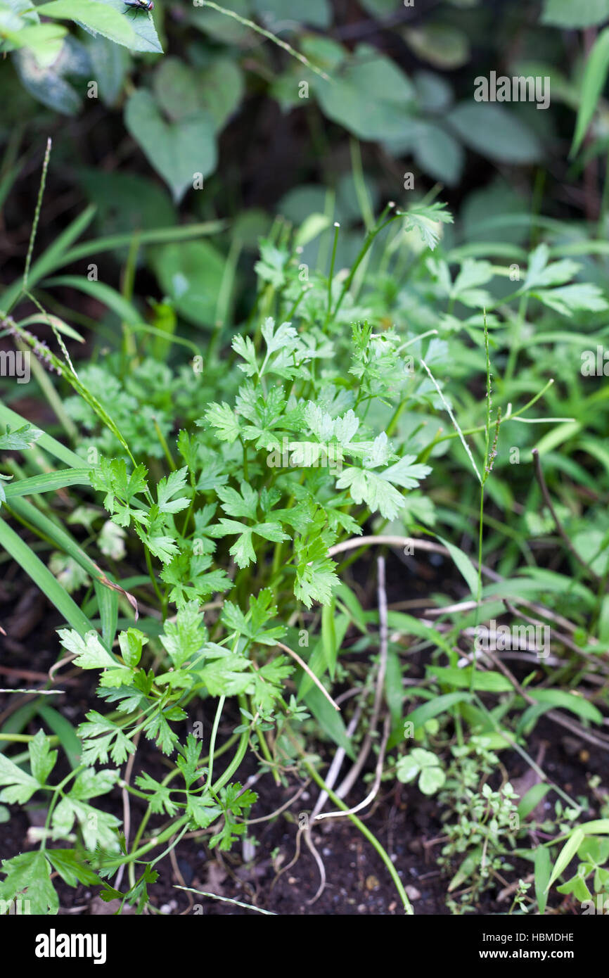 Wild Italian parsley on farm Stock Photo Alamy