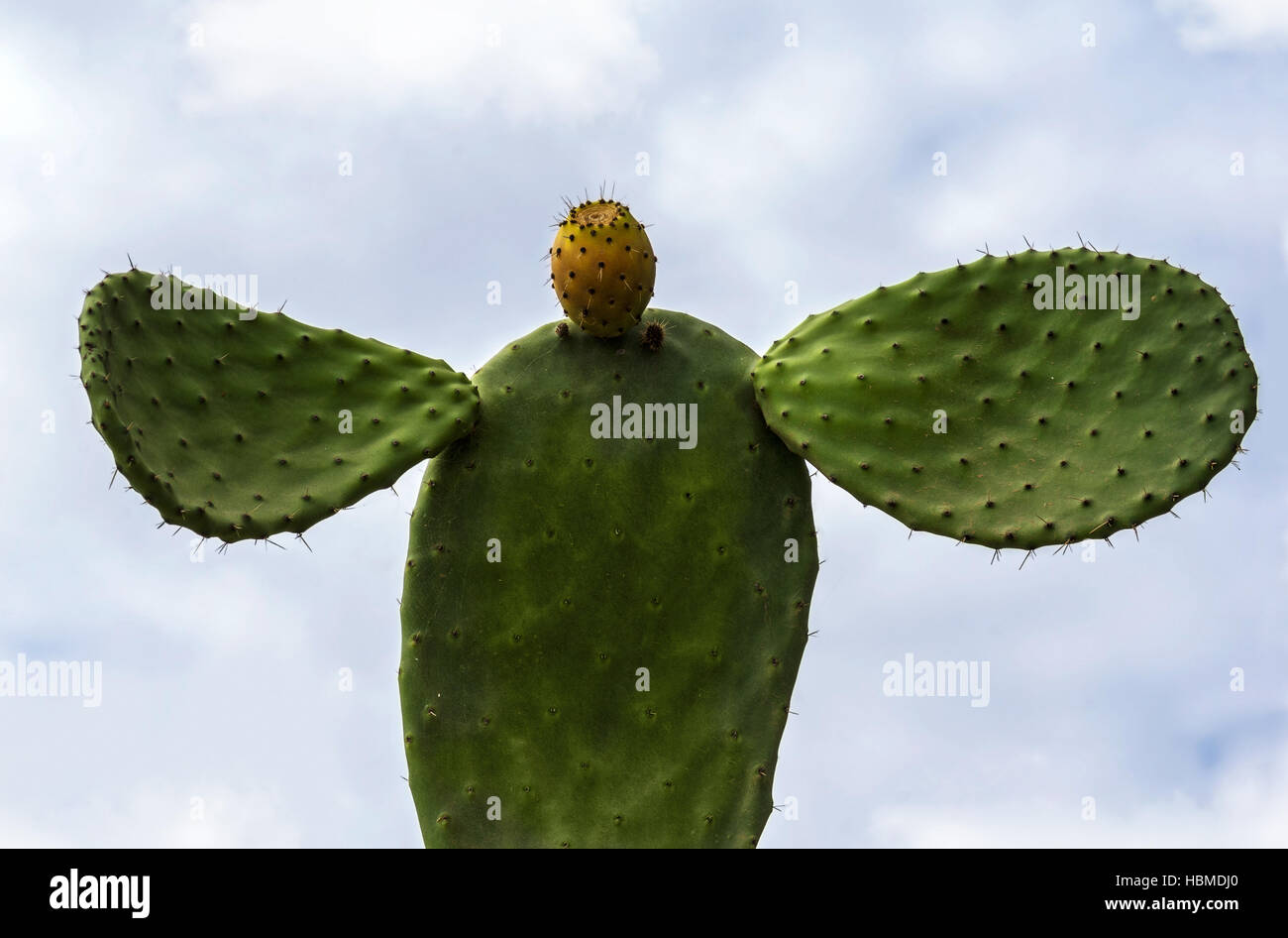 cactus angel Stock Photo