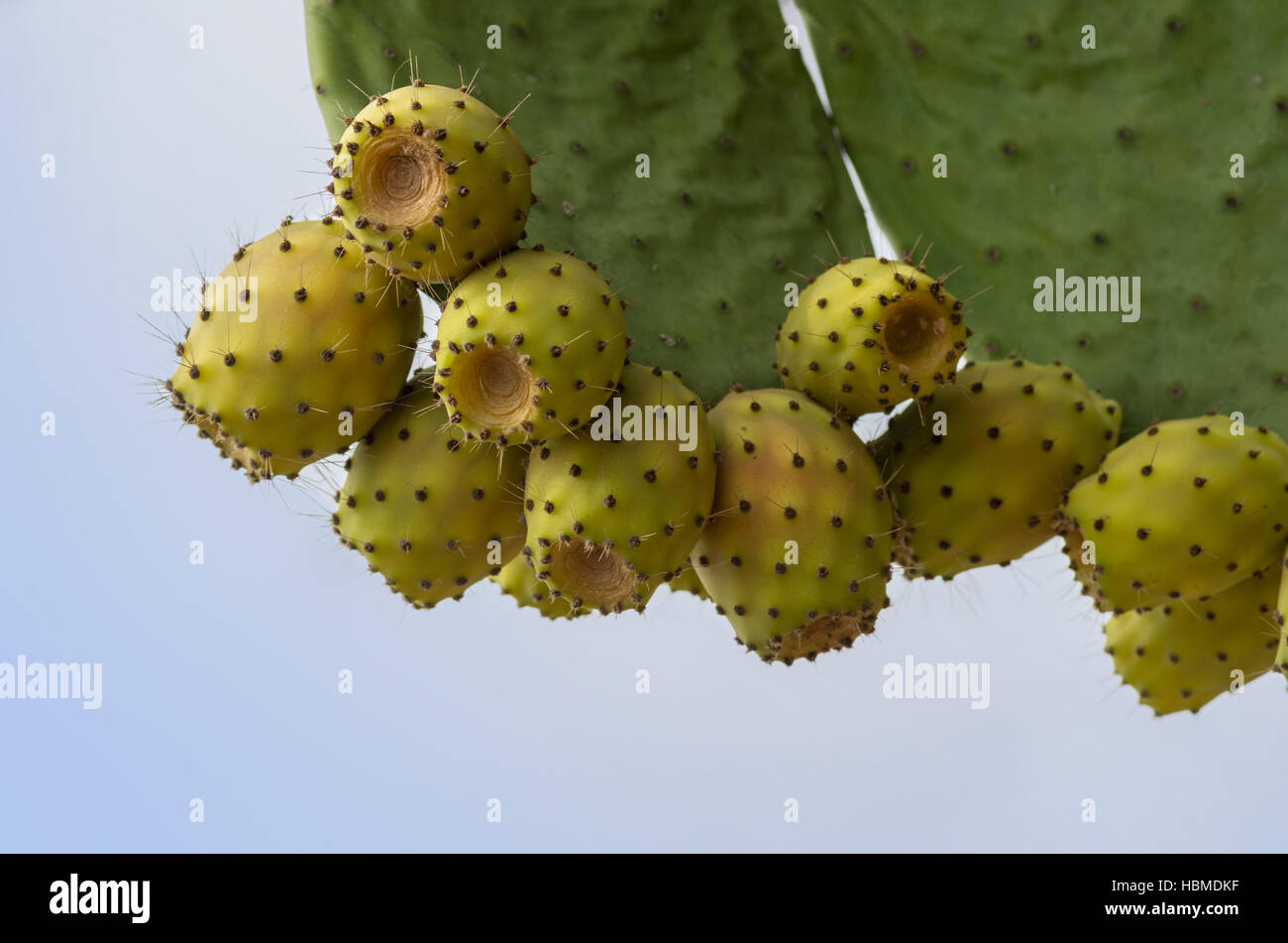 cactus fruit Stock Photo
